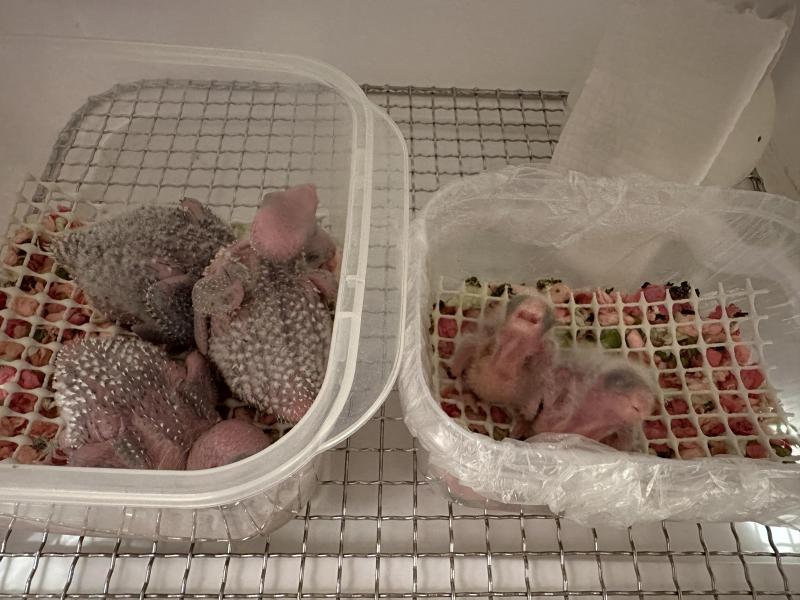WTB- Experienced Hand Raiser Looking for Baby Birds