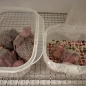 WTB- Experienced Hand Raiser Looking for Baby Birds