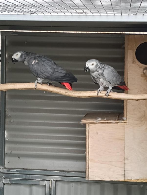 African grey mature proven pair