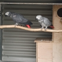 African grey mature proven pair