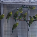 Pure Bush Budgies