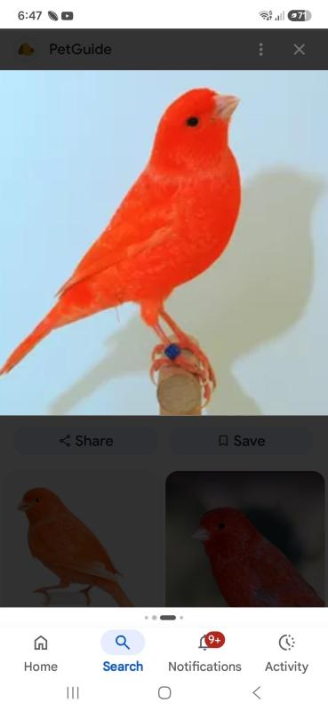 Wanted red factor canaries