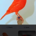 Wanted red factor canaries