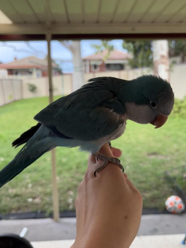 Young female blue quaker and crimson bellied conure pair