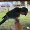 Young female blue quaker and crimson bellied conure pair