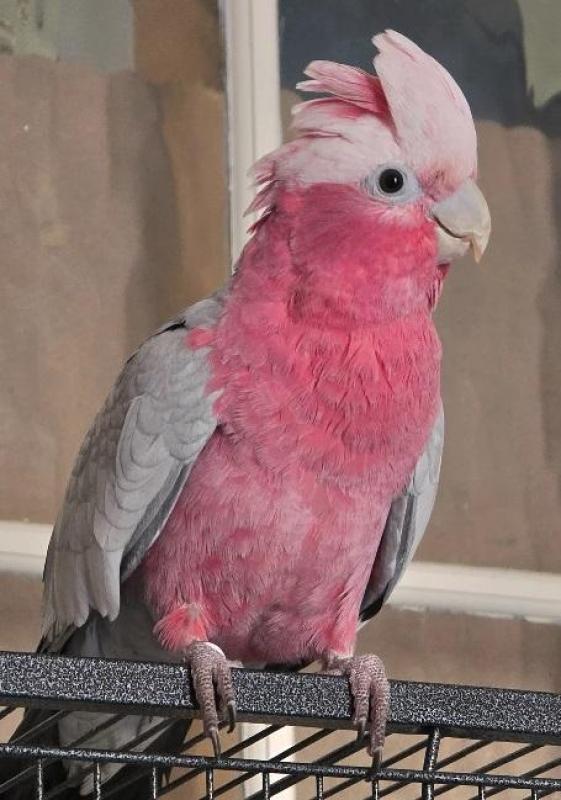 Handraised Young Galah cock