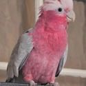 Handraised Young Galah cock