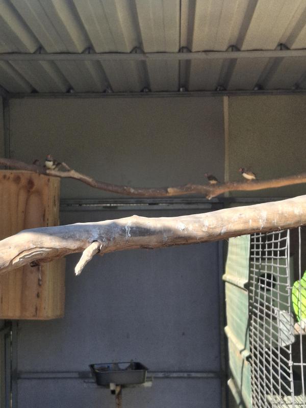 Downs Bird Breeders association Bird sale