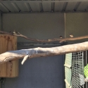 Downs Bird Breeders association Bird sale