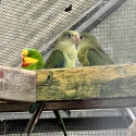 Young superb parrots