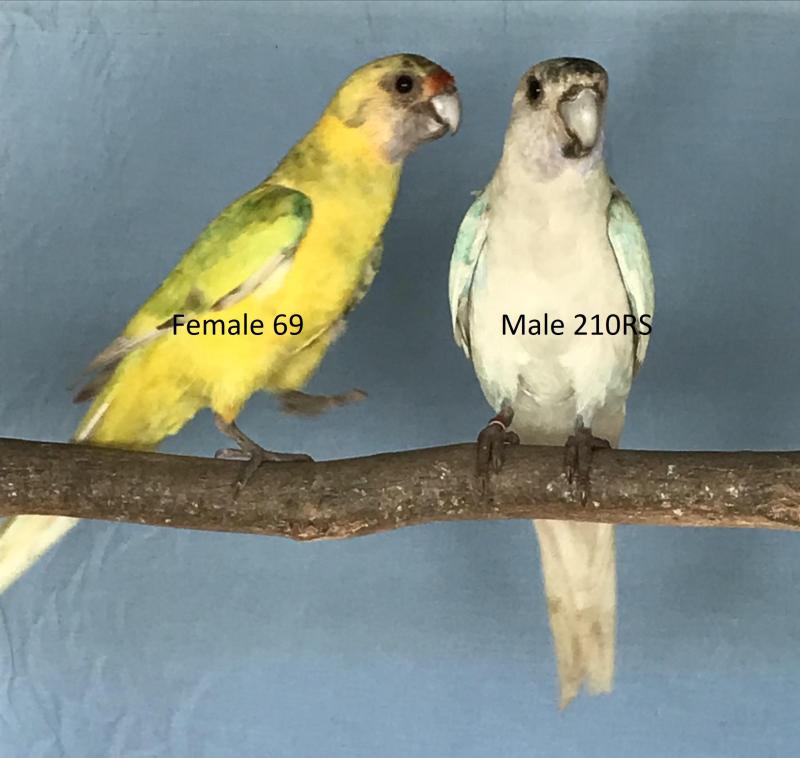 TWENTY EIGHT PARROT MUTATIONS