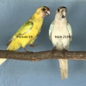 TWENTY EIGHT PARROT MUTATIONS