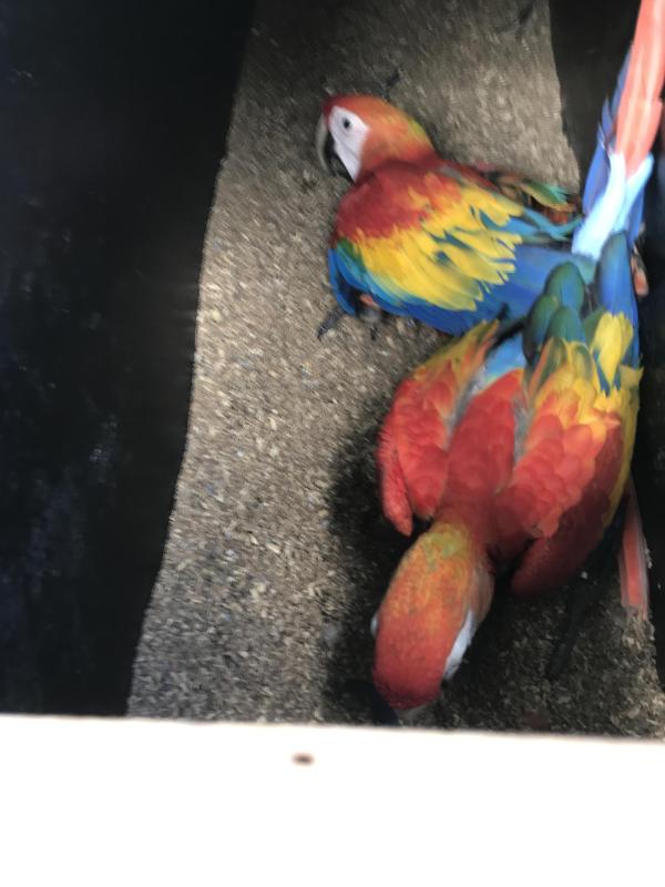 PARENT REARED FEMALE SCARLET MACAW.