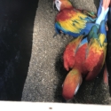 PARENT REARED FEMALE SCARLET MACAW.