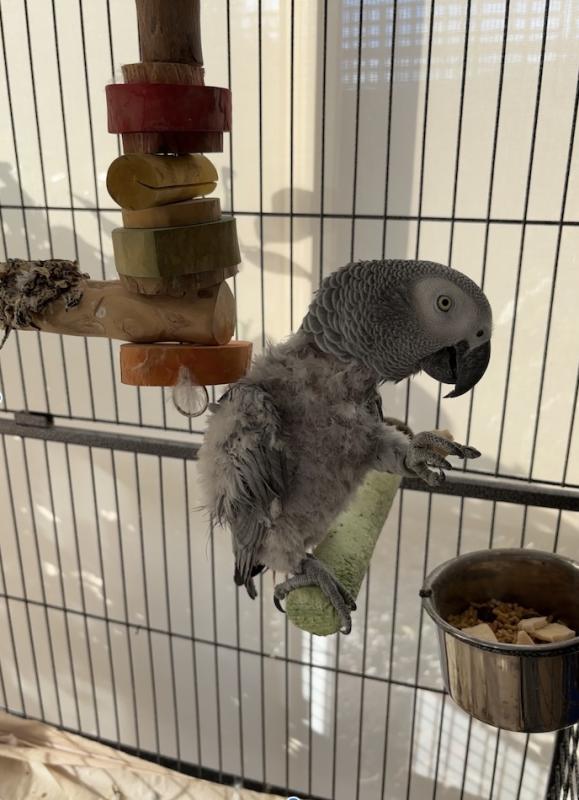 Female African Grey - Semi Tame and Exceptional talker