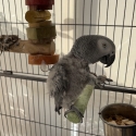 Female African Grey - Semi Tame and Exceptional talker