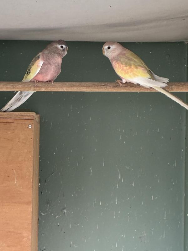 Pied Rosa bourkes