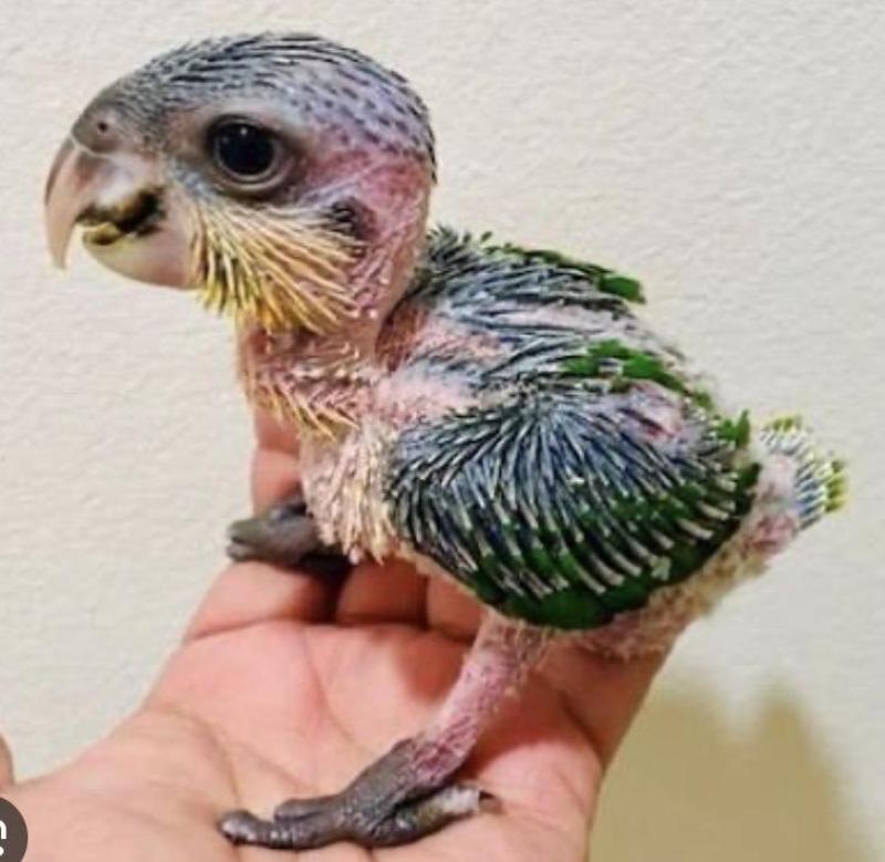 Black-headed Caique chick wanted.