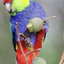 Im looking a pair of red capped parrot.