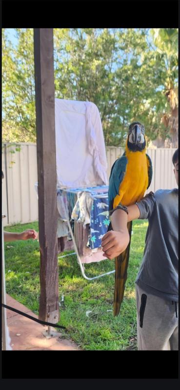 Blue and gold mccaw