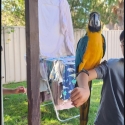 Blue and gold mccaw