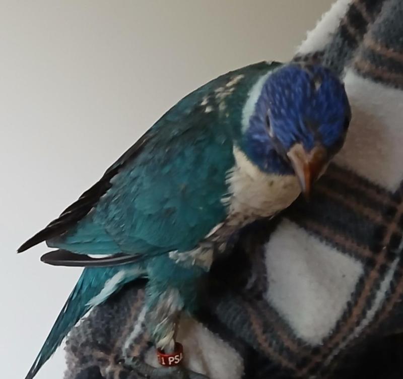 Hand raised baby blue lorrikeet