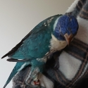 Hand raised baby blue lorrikeet