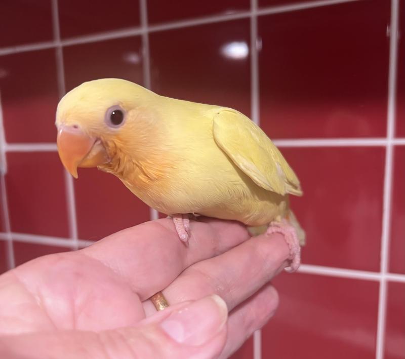 Hand Reared Baby Peachface Lovebirds.9 Weeks Old
