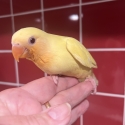 Hand Reared Baby Peachface Lovebirds.9 Weeks Old
