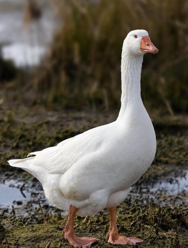 Geese for sale