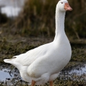 Geese for sale