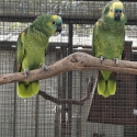 Downs Bird Breeders association Bird
