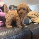 Male toy Cavoodle ready now