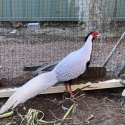 pheasants