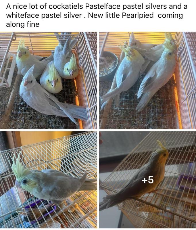 Hand tame baby cockatiels PASTELFACE SILVERS 8 weeks old