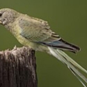 Looking for a female grass parrot