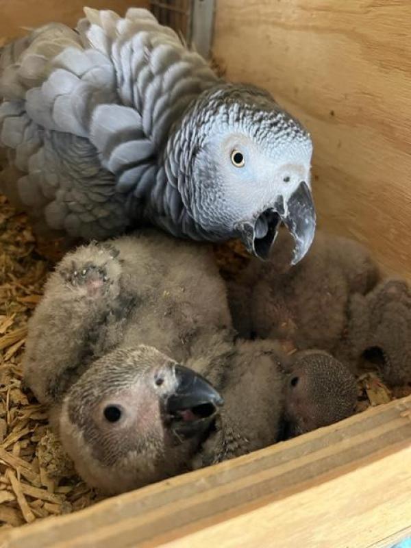 breeding pairs African grey babie
