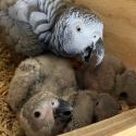 breeding pairs African grey babie