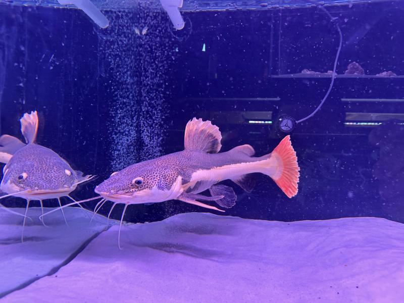 Redtail catfish