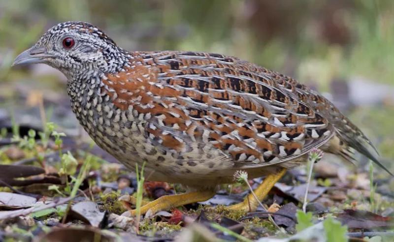 Painted Quail
