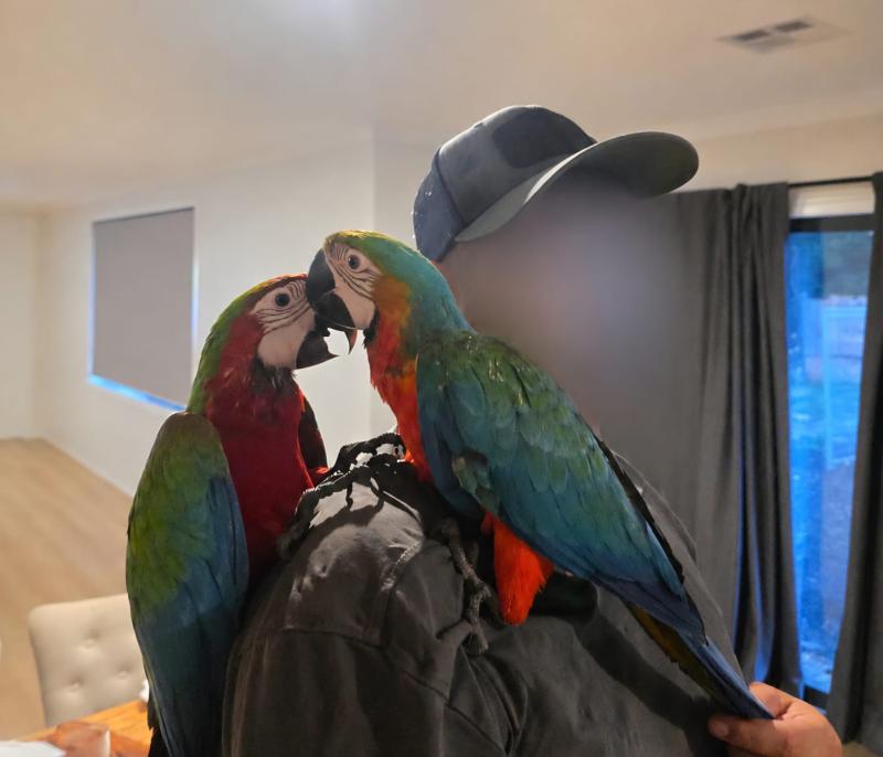 Rare Hand Raised Maui Sunrise Macaws  DNA Sexed & Microchipped