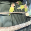 Peachfaced lovebird