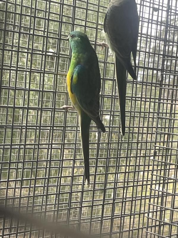Grass parrot red rumps