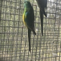 Grass parrot red rumps