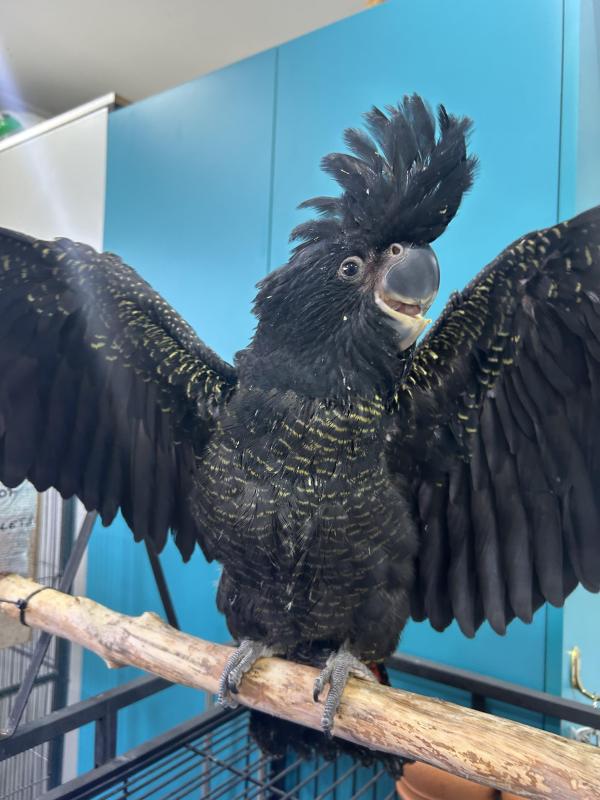 Hand Raised Red tail cockatoo