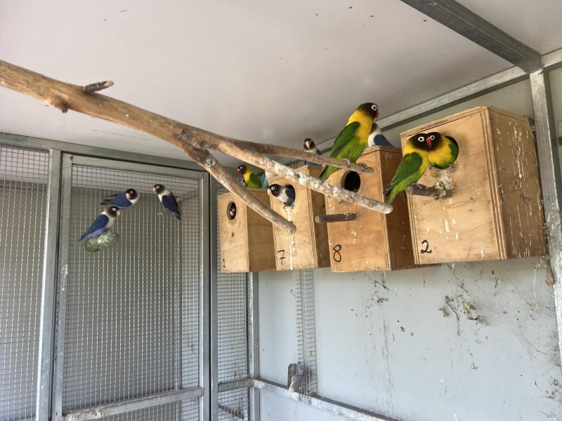 High Quality (Normal  / Green) masked lovebirds