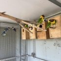 High Quality (Normal  / Green) masked lovebirds