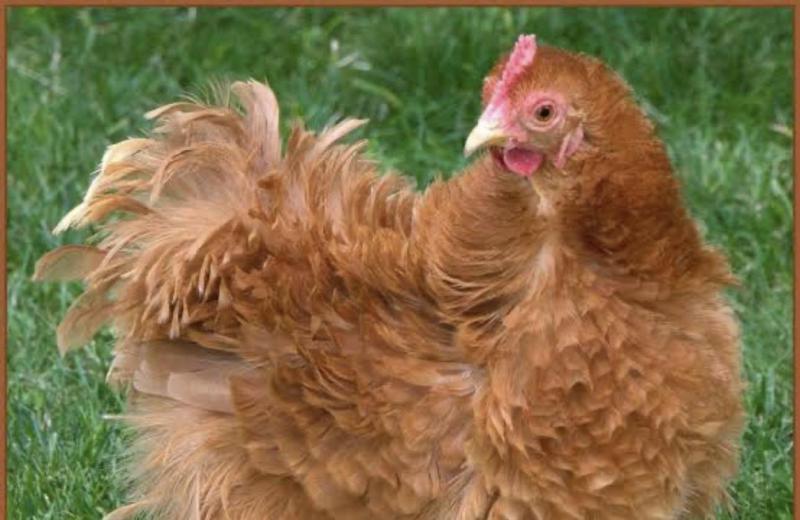 Golden Frizzle