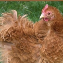 Golden Frizzle