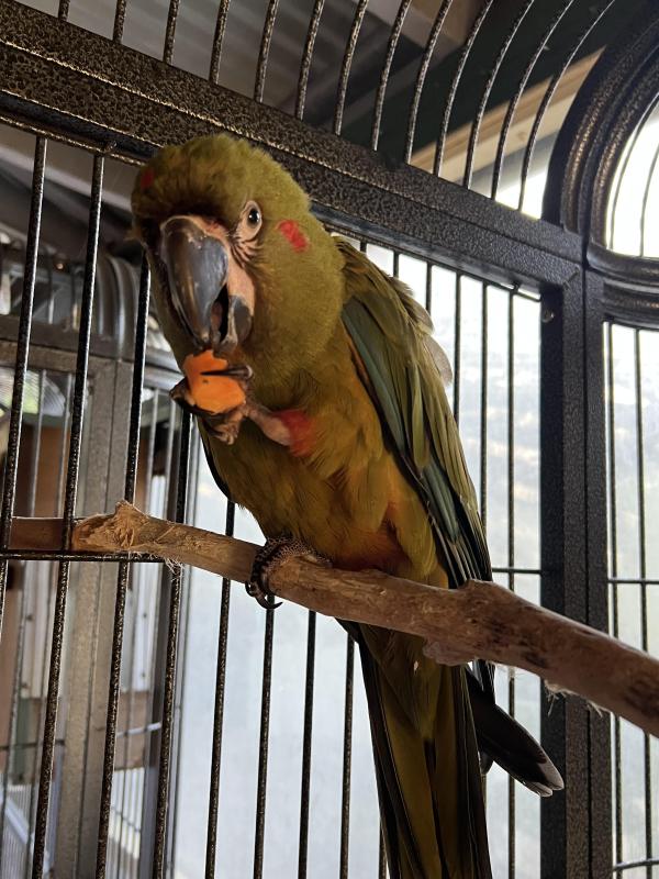 Red Fronted Hen Macaw for sale